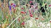 Head Gardener: Extreme weather demands strategic planning and planting + Jane Moore VIDEO
